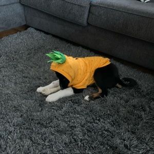 Pineapple dog hoodie
